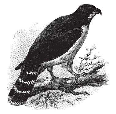 Yuvarlak kuyruk ve kanatları kısa, vintage çizgi çizme veya oyma illüstrasyon Cayenne Hawk 's.