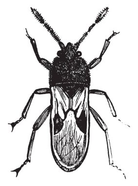 Mısırlarımı böcek cinsi Blissus, vintage çizgi çizme veya oyma illüstrasyon kokuşmuş bazı Amerikan hemipterous böceklerin popüler ismi.