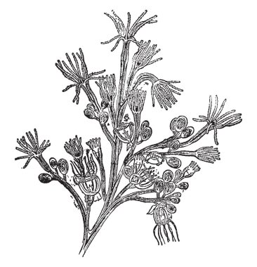 Begonvil Fruticosa çalılar veya üzüm cinsinin Begonvil var. Çekici, vintage çizgi çizme veya oyma resimde küçük çiçekler.