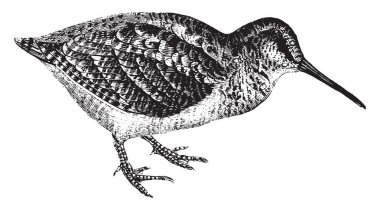 Woodcock live in woods, vintage line drawing or engraving illustration. clipart