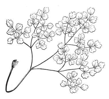 Bileşik yaprak görüntüsü. Orada çok barnches. Ve orada üç yaprak kök, vintage çizgi çizme veya oyma illüstrasyon.