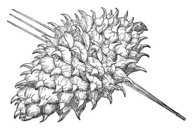 Pinus Sabiniana boğa çam veya gri çam, temelde California'da buldum olarak da bilinir. California Kızılderililer, tohum ve koniler bölgelerinde gıda takviyeleri ve onun iğneler davul ve sepetleri, vintage çizgi çizme veya oyma illüstrasyon yapmak için kullanılan.