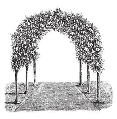 Bu resimde bir bölümü ya da bir bahçe, vintage çizgi çizme bütün kapsayan veya illüstrasyon oyma için kullanılan armut ağacı ağaç dikme temsil eder..