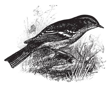 On iki rectrices, vintage çizgi çizme veya oyma resimde sarı kaşlı çıvgın.