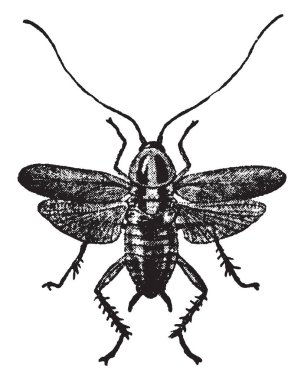 Kroton hata yetişkin formu kanatlar yaymak, vintage çizgi çizme veya oyma illüstrasyon.