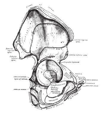 Bu resimde Os Innominatum, vintage çizgi çizme veya oyma illüstrasyon temsil eder..