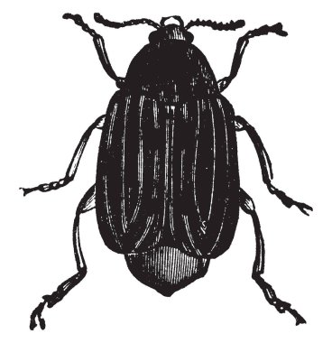 Fasulye Weevil bruchus fabae türler, vintage çizgi çizme veya oyma illüstrasyon.