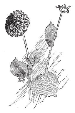 Bir resim süslü Dahlia gösteriyor. Bir ponpon tipi dahlia bu. Tam çift çiçektir. Anavatanı Orta Amerika, Meksika ve Columbia. Bu bir kesme çiçek, vintage çizgi çizme veya oyma illüstrasyon.