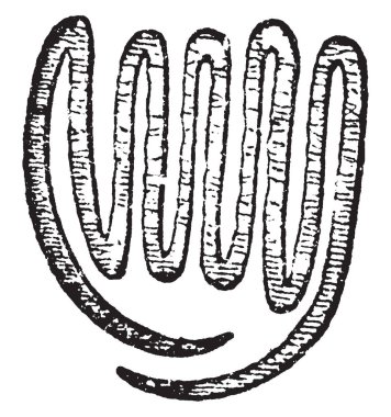 Bu plicate yaprak bir görüntüdür. Bu görüntü bir plicate yaprak, vintage çizgi çizme veya oyma illüstrasyon enine bölümü gösterir.