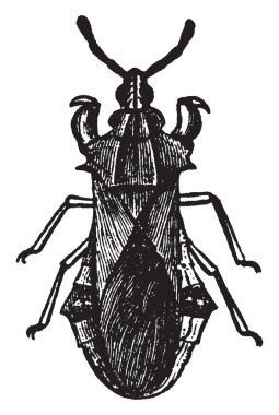 Pürüzlü pusu hata için bir av, vintage çizim için bekleyin veya illüstrasyon oyma onların alışkanlığı sonra.