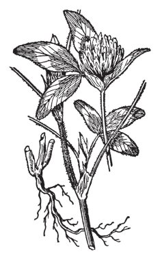 Kırmızı yonca kısa ömürlü çok yıllık bir bitkidir. Yaprakları alternatif ve petiole uzun. Çiçek yoğun önümüzdeki içinde vintage çizim için büyüyen ya da illüstrasyon oyma.