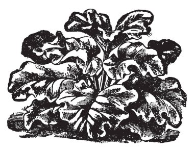 Ravent görüntülerini bu. Bazen soğuk yaralar tedavi etmek için cilde uygulanır ve kök ve yeraltı kök tıp, vintage çizgi çizme veya oyma illüstrasyon yapmak için kullanılır.