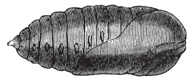 Chrysalis Kuzey Amerika Birleşik Devletleri, vintage çizgi çizme veya oyma illüstrasyon yaygındır Luna güve.