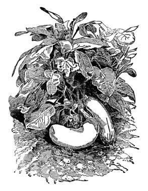 Bitki tarayıcı görüntü. Vektör illustratuion