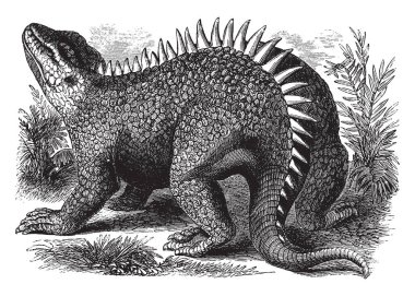 Hylaeosaurus yirmi ve otuz feet uzunluğu, vintage çizgi çizme veya oyma illüstrasyon arasında ölçülen.