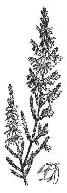 Calluna Vulgaris küçük ölçekli-yaprakları vardır. Bu bir düşük büyüyen çok yıllık çalı 20 50 santimetre uzun boylu büyüyen var. Bir küçük, degisken ölçekli, yaprak dökmeyen çalı, vintage çizgi çizme veya oyma illüstrasyon.