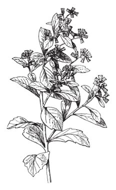 Groundsel bir yıllık ot, bu oldukça etli yaprakları ve sapları ve sarı çiçeği, vintage çizgi çizme veya oyma illüstrasyon bir dizi içeren yeşil çiçek başları.