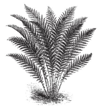Aspidium Aculeatum gösteren bir resim. Kalkan fern aspidium için kullanılan bir isimdir. Sert kabuklu ferns bir ila üç ayak uzun koyu yeşil kare, vintage çizgi çizme veya oyma resimde var.