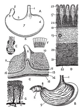 Bu resimde mide, vintage çizgi çizme veya oyma illüstrasyon temsil eder..