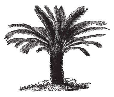 Cycas Revoluta çekici bir bitkidir ve Kral adına göre sago palmiye yaygın olarak bilinir. Bu Cycas Revoluta bir palmiye ve biri olduğuna inanılan en ilkel tohum taşıyan bitkiler, vintage çizgi çizme veya oyma illüstrasyon.