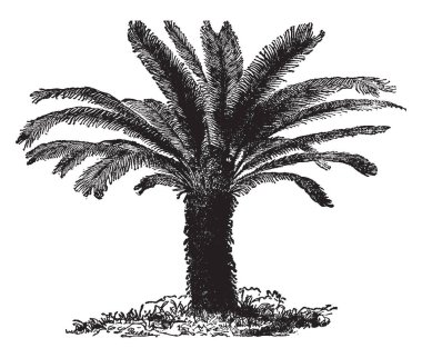 Cycas Revoluta is an attractive plant and is commonly known by the name of king sago palm. This Cycas Revoluta is a cycad and believed to be one of the most primitive of the seed-bearing plants, vintage line drawing or engraving illustration. clipart