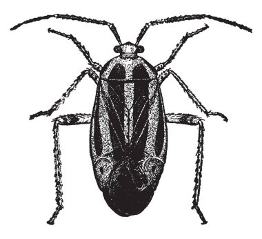 Bir büyük ve çok çeşitli böcek Aile, vintage çizgi çizme veya oyma illüstrasyon bitki böcek olduğunu.