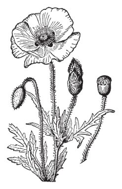 Haşhaş bitki bitkiler, sık sık onun renkli çiçekler ve afyon ve süs bitkileri, vintage çizgi çizme veya oyma illüstrasyon için bilinen vardır.