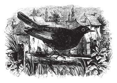 Bir dal bir taş bina, vintage çizgi çizme ya da illüstrasyon oyma önünde kara kızılkuyruk tünemiş.