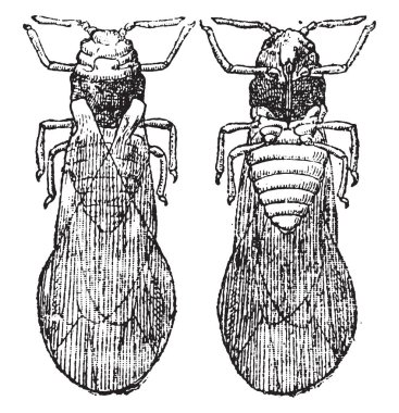 Phylloxera kanat, vintage illüstrasyon kazınmış. Doğal Tarih hayvanların, 1880