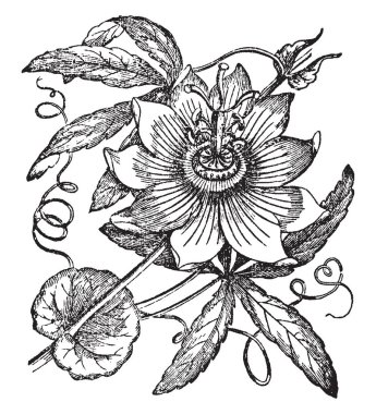 Passionflower has tendrils which spring from the axils of the leaves, herbaceous or half shrubby. The flowers of Passiflora have 5 petals, sepals, and stamens, 3 stigmas, and a crown of filaments, vintage line drawing or engraving illustration. clipart