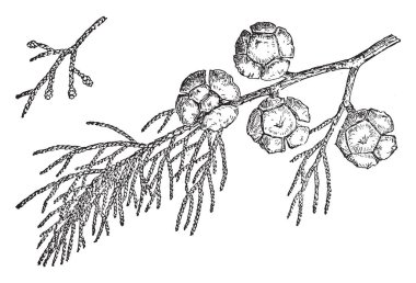 Monterey cypress thrives near the sea on the west coast. Also known as Cupressus Macrocarpa. A species of cypress that is endemic to the Central Coast of California, vintage line drawing or engraving illustration. clipart
