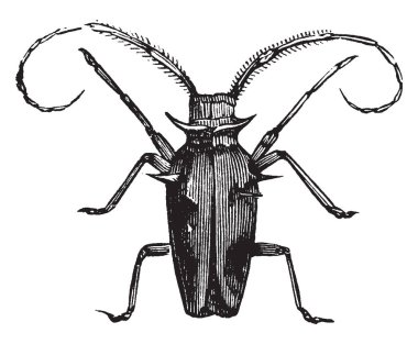 Oğlak böceği genellikle onların entennae, vintage çizgi çizme veya oyma illüstrasyon büyük uzunluğu tarafından ayırt edilir.