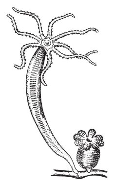 Hydra denizanası Aile, vintage çizgi çizme veya oyma illüstrasyon içinde olduğunu.