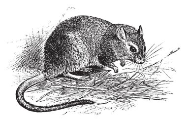 Uzun Fronted hangi 40 tür, vintage çizgi çizme veya oyma illüstrasyon artış içeren bir fare.