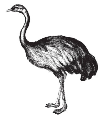 Rhea bir uçamayan kuş, vintage çizgi çizme veya oyma illüstrasyon olduğunu.