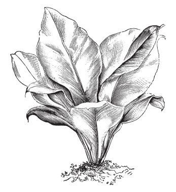 Asplenium Nidus gösteren bir resim. Ortak adları kuş 's - yuva fern tarafından bilinen veya sadece fern iç içe geçirilemez. Yaprakları bölünmemiş ve 2-4 feet uzunluğunda, vintage çizgi çizme veya oyma illüstrasyon.