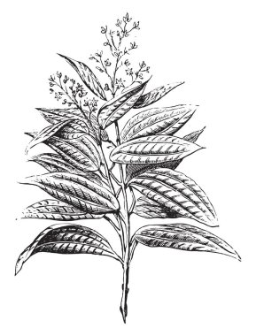 Seylan tarçın, çiçekler ve yapraklar, vintage oyulmuş illüstrasyon. Endüstriyel ansiklopedi E.-O. Lami - 1875