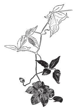 Akasma Florida Bicolor bitki resim. 6-8 ft yüksekliğe doldu. Bu tür akasma - Florida ait. Bitki yüksekliği çok azdır. Küçük yapraklar ve çiçekler altı yaprakları, vintage çizgi çizme veya oyma illüstrasyon.