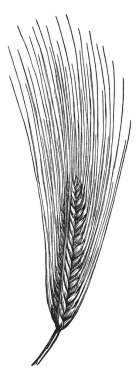 Grup ve büyüyen tohum gösteren bu resim üst tarafı çok uzun ve tüylü, bitki tohum, vintage çizgi çizme veya illüstrasyon oyma gibi bakmak ince.