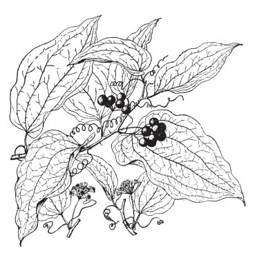 Bir resim Hispida saparma bitki gösterir. Bu bitki iğne gibi şeyler vardır. Yaprakları düz küresel ve meyve gibi meyveleri, fiber teller, vintage çizgi çizme veya oyma illüstrasyon koyu yeşil.