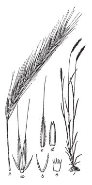 Görünüşe göre bir buğday bu hayvanlar, vintage çizgi çizme veya oyma illüstrasyon için bir yem kullanılır çavdar görüntüsüdür.