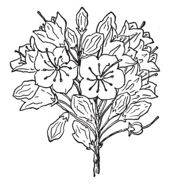 Bir resim Dag Defne çiçek, yaygın olarak bilinen Kalmia Latifolia gösteriyor. Bu çiçekler Tur, hafif pembe beyaz, değişen ve kümeleri, vintage çizgi çizme veya oyma illüstrasyon ortaya.