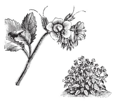 This picture represents Habit and Detached Flowering branch let of Phacelia Viscida. These flowers are blue or purplish colour; grows in July. Stems are erect from its branches, vintage line drawing or engraving illustration. clipart