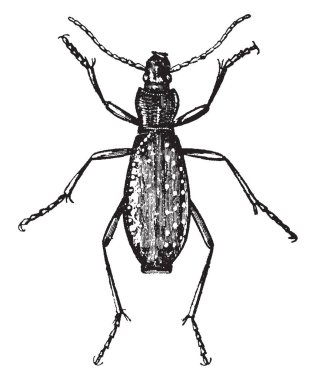 Zemin böceği en büyük grup böcekleri, vintage çizgi çizme veya oyma illüstrasyon.