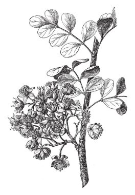 Benzersiz bir tür bitki için Oblata ait. Bu bir orta ölçekli dikenli ağaç türüdür; gelen büyür 10-15 metre yüksekliğinde düz bir kase 20-30 cm çap, vintage çizgi çizme veya oyma illüstrasyon.