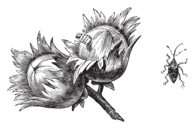 Somun Weevil ve yemek balaninus nucum, vintage çizgi çizme veya oyma illüstrasyon ortak adı vardır.