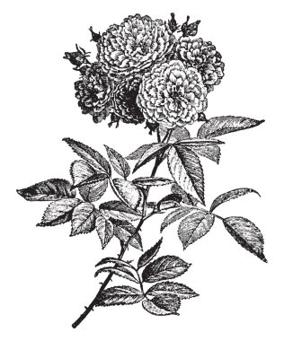Bir resim, bir multiflora gül gösteriyor. Çiçekler küçük ve beyaz ve pembe. Yaprakları oval şekilli vardır. Dikenli, vintage çizgi çizme veya oyma illüstrasyon sapları vardır.