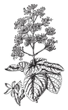 Clerodendrum Fallax çiçekli bitkidir. Büyük kadife yaprakları ve kırmızı çiçek kümeleri büyük miktarda. Güneybatı Çin, vintage çizgi çizme veya oyma illüstrasyon önemli bir tıbbi bitki olduğunu.
