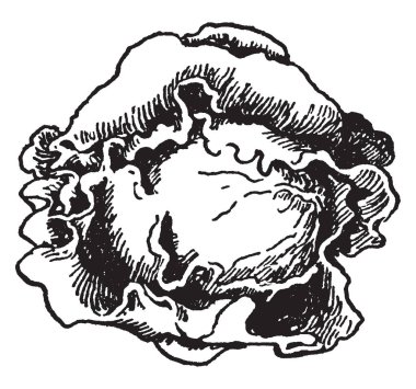 Bu lahana görüntüsüdür. Hardy, yapraklı sebze vitaminler, vintage çizgi çizme veya oyma illüstrasyon sayılır.