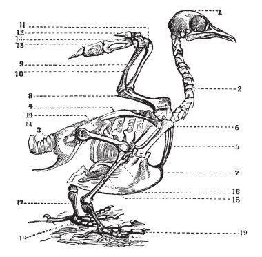 Bu resim kuş iskelet, vintage çizgi çizme veya oyma illüstrasyon temsil eder..